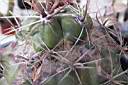FEROCACTUS WISLIZENII_2.jpg